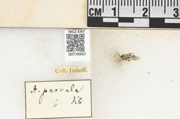 Media type: image;   Entomology 770937 Aspect: Labels